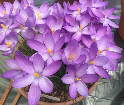 Crocus goulimyi (AUT) 